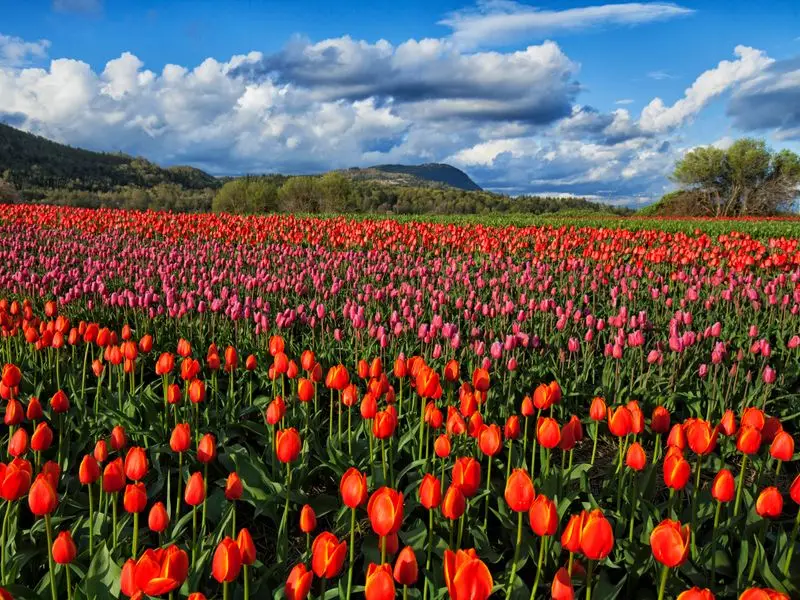 View of Abbotsford, Canada