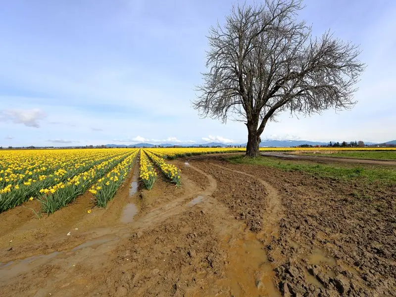 Veduta di Mount Vernon, Stati Uniti
